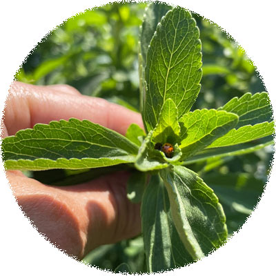 Stevia