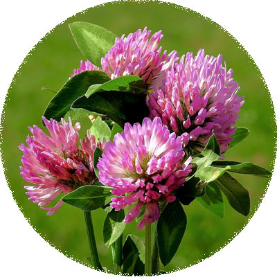 Red Clover