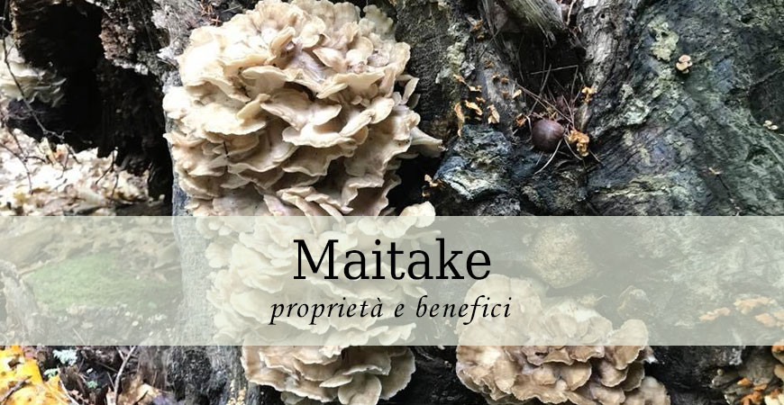 maitake grifola frondosa