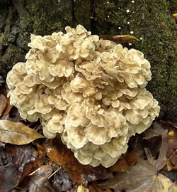 maitake per dimagrire