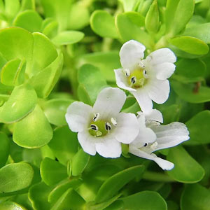 bacopa monnieri