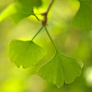 ginkgo biloba foglie