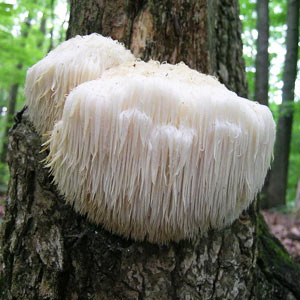 hericium