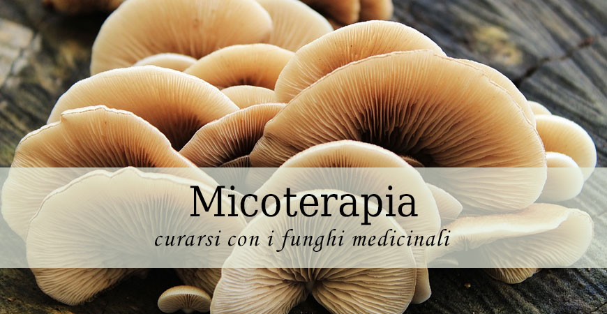 micoterapia funghi medicinali