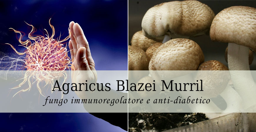 proprietà agaricus blazei