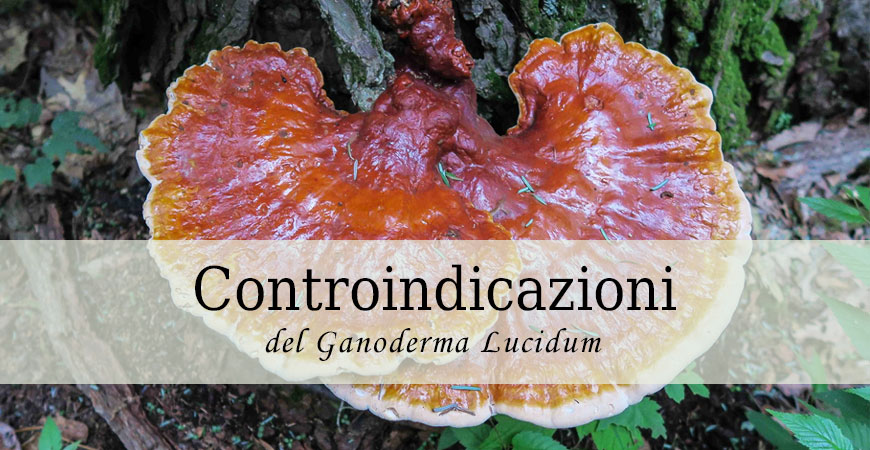 controindicazioni ganoderma lucidum