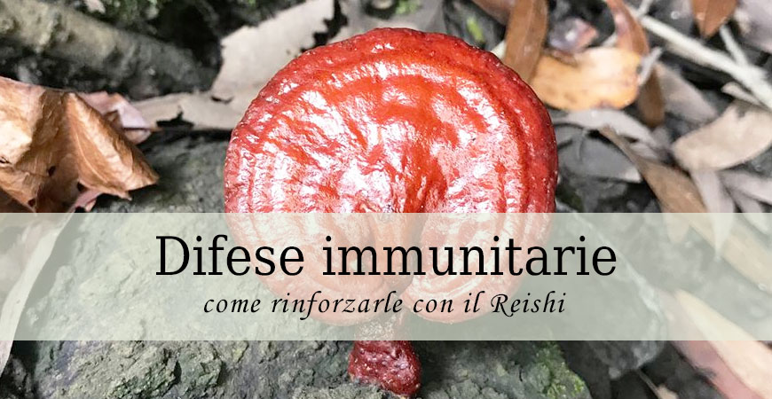 ganoderma lucidum difese immunitarie