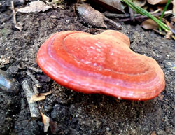 leggenda ganoderma