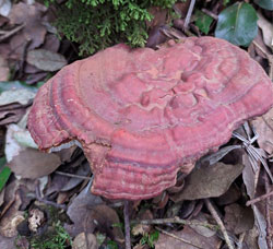 reishi micoterapia