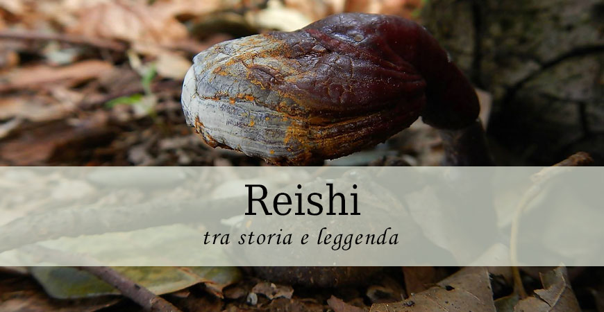 storia reishi