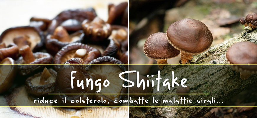 benefici fungo shiitake