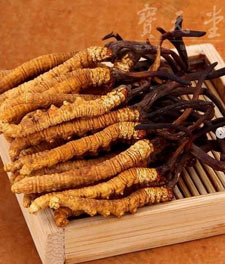 Cordyceps sport