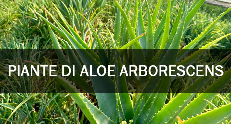 piante di aloe arborescens