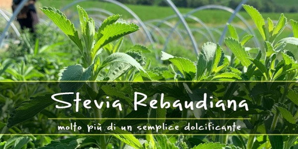 Le proprietà “nascoste” della Stevia, molto più di un semplice dolcificante