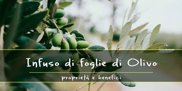 Infuso di foglie di Olivo: Proprietà e benefici