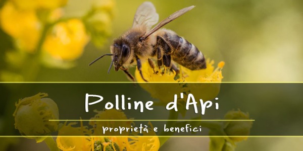 Polline d’Api: Proprietà e benefici