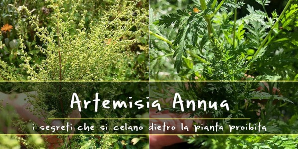 Proprietà dell’Artemisia annua: da speranza contro la Malaria a pianta proibita