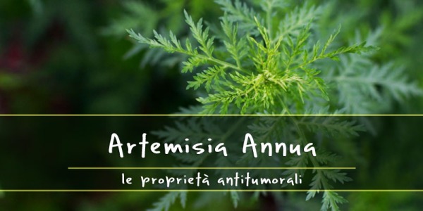 Le proprietà benefiche dell’Artemisia annua