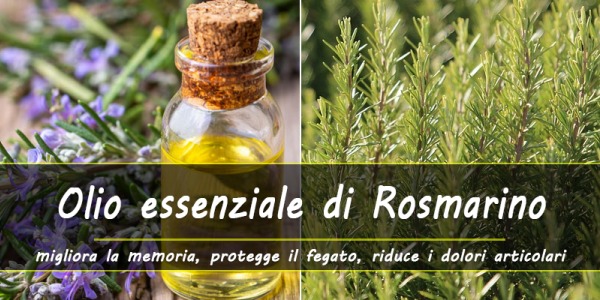 Benefici dell’olio essenziale di Rosmarino: rafforza la memoria, stimola la crescita dei capelli, riduce i dolori….