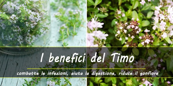 Le virtù del Timo, un grande alleato per la digestione, contri i disturbi respiratori e per combattere le infezioni