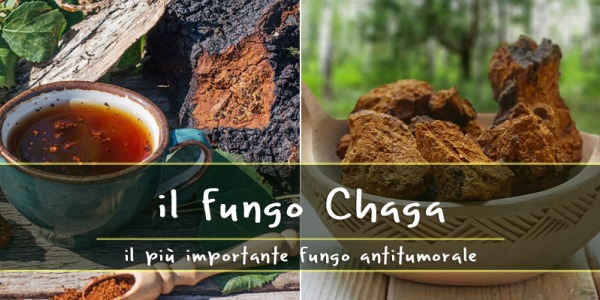 Chaga il più importante fungo antitumorale con la più alta concentrazione di antiossidanti