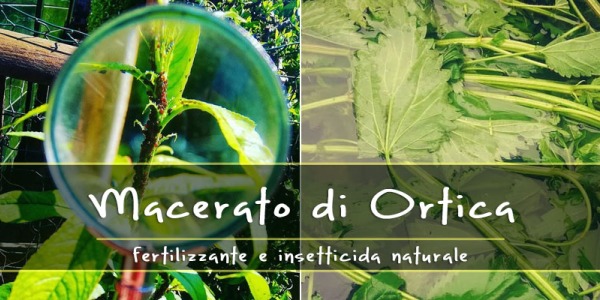 Macerato di Ortica: come prepararlo e utilizzarlo per fertilizzare il terreno e combattere afidi ed altri sgraditi insetti!