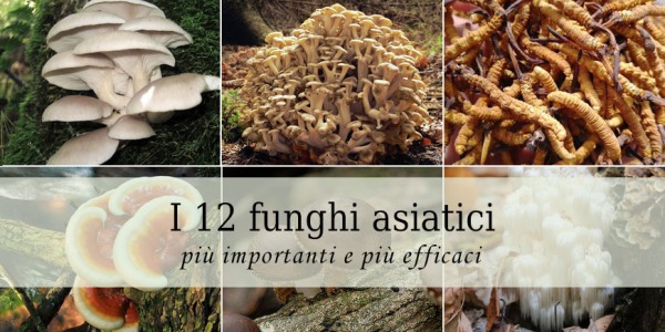 I 12 funghi asiatici più importanti