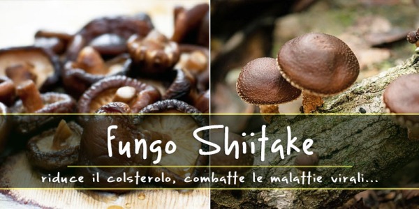 Funghi Shiitake: Proprietà, benefici e ricette