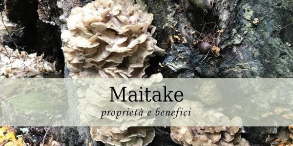 Maitake “Grifola Frondosa”, tutte le proprietà e i benefici