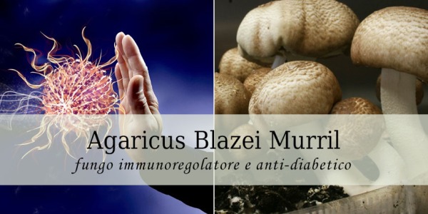 Agaricus Blazei Murril: immunoregolatore ed anti-diabetico