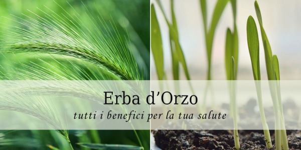 Le virtù benefiche dell’Erba d’Orzo