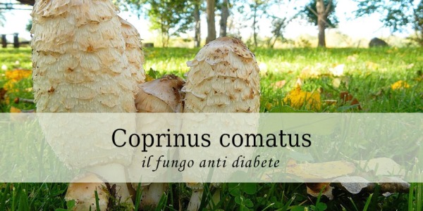 Coprinus comatus, il fungo anti Diabete