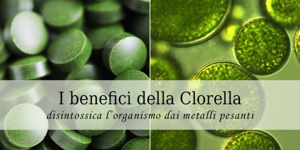 Clorella, l’alga che disintossica dai metalli pesanti