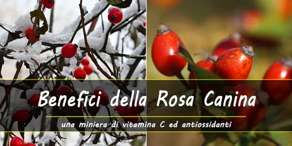 Proprietà e benefici della Rosa canina