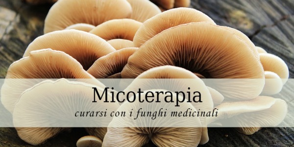 Micoterapia: curarsi con i funghi medicinali