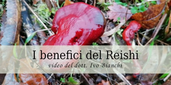 Il dottor Ivo Bianchi ci parla del Ganoderma Lucidum