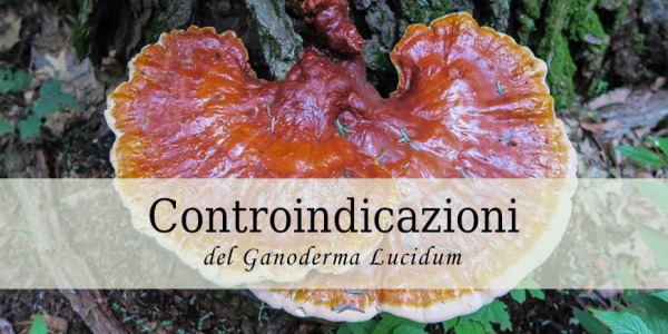 Controindicazioni del Ganoderma Lucidum. Esistono? Quali sono?