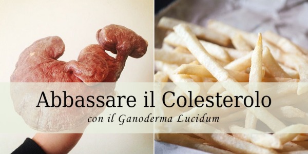 Il Ganoderma Lucidum riduce il Colesterolo cattivo e aumenta quello buono