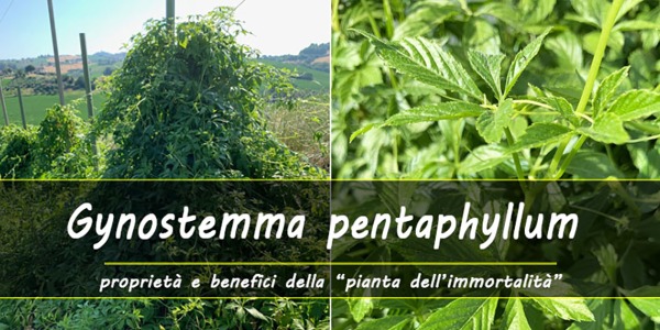 Proprietà e benefici del Gynostemma pentaphyllum 