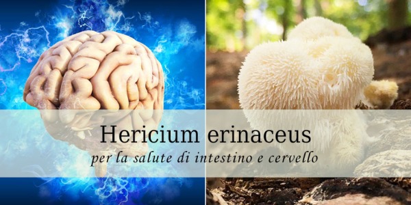 Hericium erinaceus, il fungo per la salute di intestino e cervello