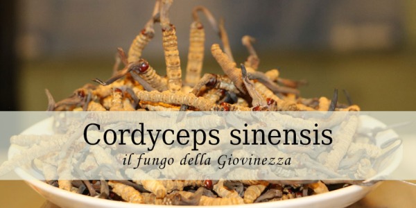 Cordyceps sinensis. Proprietà del fungo della Giovinezza