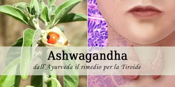 Ashwagandha e tiroide: dall’Ayurveda il rimedio per stimolare l’attività tiroidea