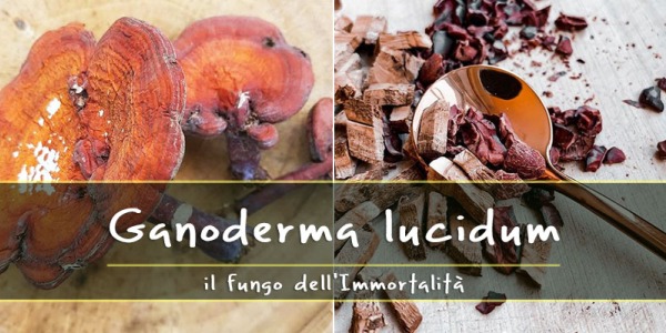 Proprietà del Ganoderma Lucidum “Reishi”, il fungo dell’Immortalità