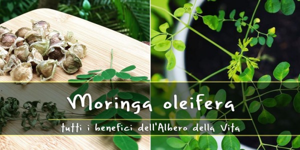 I benefici della Moringa oleifera l’albero della vita