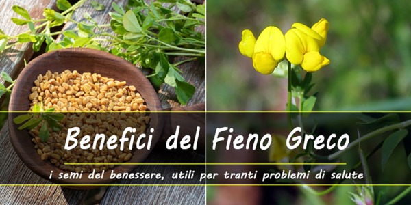 Proprietà e benefici del Fieno greco, i semi del benessere