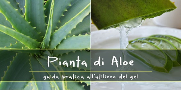 Aloe, guida pratica all’utilizzo: 10 modi diversi per sfruttarla al meglio!