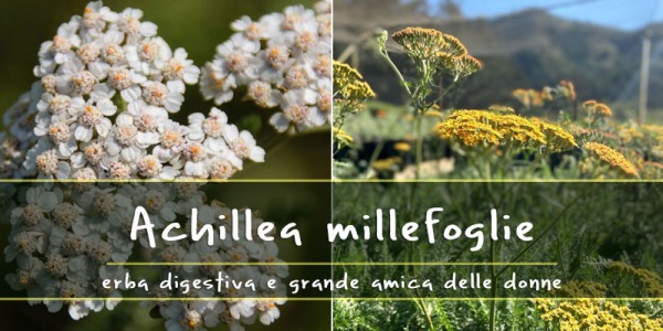 Achillea millefoglie: erba digestiva e un grande aiuto per le donne