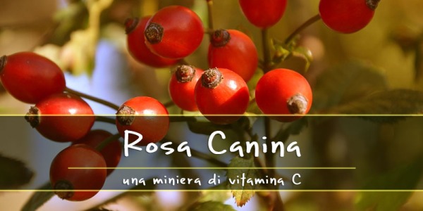 Rosa Canina, una miniera di vitamina C. Ecco tutti i benefici