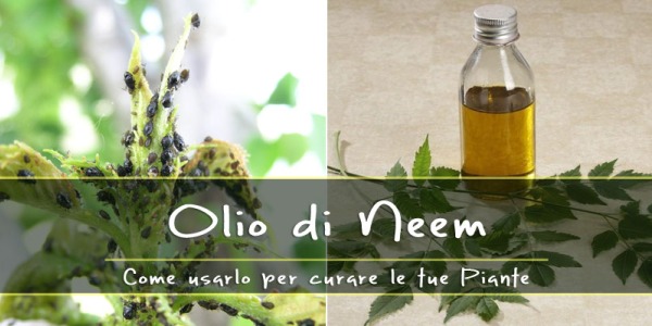 Olio di Neem per la cura delle piante. Ecco perché funziona