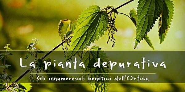 Benefici dell’Ortica: è depurativa, è benefica per la prostata, cura l’anemia…